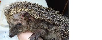 igel